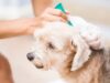 Flea Control Products to Avoid for Your Pet’s Health