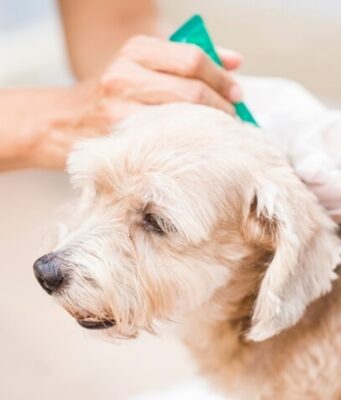 Flea Control Products to Avoid for Your Pet’s Health